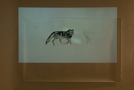 Pair זוג טכניקה: רישום דיו על נייר, והקרנת וידיאו. צילום הצבה. גודל: 150x230 ס״מ Shani Shabo – Pair.jpg