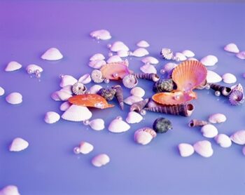 גל פולג, דימוי מתוך סדרת ''אוצרות ים'', צילום אנלוגי, ברוניקה 6x7, 50x70 ס''מ