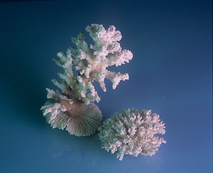 גל פולג, דימוי מתוך סדרת ''אוצרות ים'', צילום אנלוגי, ברוניקה 6x7, 50x70 ס''מ